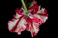 Parrot tulips isolated on black background Royalty Free Stock Photo