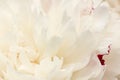 White with red peony fllower Royalty Free Stock Photo
