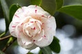 White red perfect camellia flower in full bloom, close up, macro. White camellia blossom. Camellia japonica Lavinia Royalty Free Stock Photo