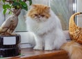 White and red Persian Exot cat with long hair..Cute pet sitting on the windowsill