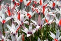 White and red Persian Tulips planted in a spring garden, Skagit Valley, WA