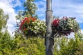 White and red petunias on a metal lamppost Royalty Free Stock Photo