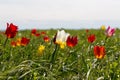 White, red and pink wild tulips on a sunny windy day in the steppe. Royalty Free Stock Photo