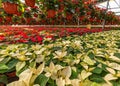 White and red poinsettia Royalty Free Stock Photo