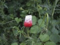 White-red poppy on a background of green leaves