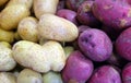 White and red potatoes at the Jean-Talon Market Royalty Free Stock Photo