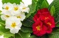 White and red primrose flowers