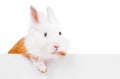 A white-red rabbit holding an empty sign isolated on a white background Royalty Free Stock Photo