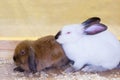 White and red rabbit Royalty Free Stock Photo