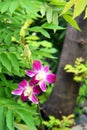 White-red rare orchid