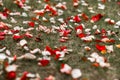 Rose petals on the grass after wedding ceremony Royalty Free Stock Photo