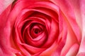 White-red rose background