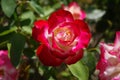 White-red rose blossome Royalty Free Stock Photo