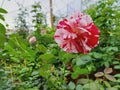 Sentimental White Red Rose Flowers with green leaves background in Garden Royalty Free Stock Photo