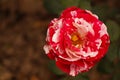 White red rose or Maurice utrillo rose.