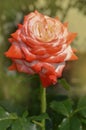 Beautiful white and red Imperatrice Farah rose. White and red roses are growing