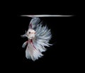 White and red siamese fighting fish, betta fish isolated on Black background.Crowntail Betta in Thailand. Royalty Free Stock Photo