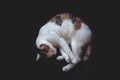 White-red sleeping cat on black smooth isolated background Royalty Free Stock Photo