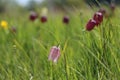 A white and red snake's head (Fritillaria meleagris) with shallow depth of field.