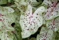 White and red speckled leaf of Caladium Miss Muffet