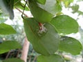 Spider on leaf Royalty Free Stock Photo