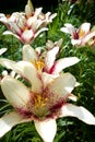 White and Red Stargazer Lily