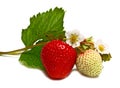 White and red strawberry and blossom on branch