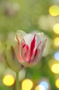 Dual colored red white tulip Royalty Free Stock Photo