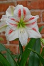 White and red striped barbados lily on a brickstone background Royalty Free Stock Photo