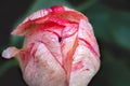 White red striped tulip flower covered with raindrops Royalty Free Stock Photo