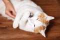 White-red sweet cat holding a comb. Combing domestic cats. The concept of pet care