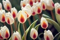 White with red tulip coloring flower for amazing and original bouquets.