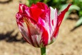 White red  tulip flower close-up in the garden. Bright blooming in spring Royalty Free Stock Photo