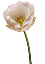 White-red tulip flower on a white  isolated background with clipping path. Flower on a stalk.  Nature. Closeup no shadows. Royalty Free Stock Photo