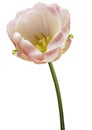 White-red tulip flower on a white  isolated background with clipping path. Flower on a stalk.  Nature. Closeup no shadows. Garden Royalty Free Stock Photo