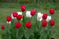 White and red tulip flowers with green leaves against a background of green grass. Royalty Free Stock Photo