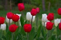 White and red tulip flowers with green leaves against a background of green grass. Royalty Free Stock Photo