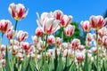 White and red tulips against blue sky. Natural spring flower background Royalty Free Stock Photo