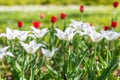 Red and white tulips on blurred green meadow background, springtime concept. Nature and flowers Royalty Free Stock Photo