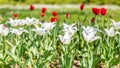 Red and white tulips on blurred green meadow background, springtime concept. Nature and flowers Royalty Free Stock Photo