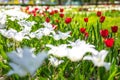 Red and white tulips on blurred green meadow background, springtime concept. Nature and flowers Royalty Free Stock Photo
