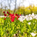 Red and white tulips on blurred green meadow background, springtime concept. Nature and flowers Royalty Free Stock Photo