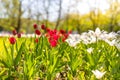 Red and white tulips on blurred green meadow background, springtime concept. Nature and flowers Royalty Free Stock Photo