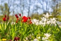 Red and white tulips on blurred green meadow background, springtime concept. Nature and flowers Royalty Free Stock Photo
