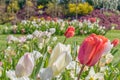 White and red tulips on a blurred background Royalty Free Stock Photo