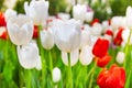 White and  Red Tulips flower, beautifuly flower in garden plant Royalty Free Stock Photo