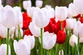 White and  Red Tulips flower, beautifuly flower in garden plant Royalty Free Stock Photo