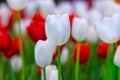 White and  Red Tulips flower, beautifuly flower in garden plant Royalty Free Stock Photo