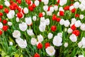 White and  Red Tulips flower, beautifuly flower in garden plant Royalty Free Stock Photo