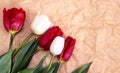white red tulips flowers bouquet in brown paper in woman hand arm white shirt Royalty Free Stock Photo
